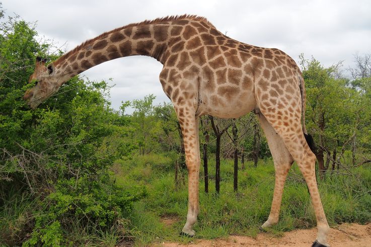 Girafe au Kruger National Park
Altitude : 353 mètres