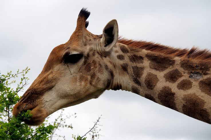 Girafe au Kruger National Park
Altitude : 353 mètres