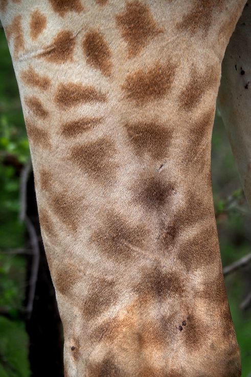 Girafe au Kruger National Park
Altitude : 353 mètres