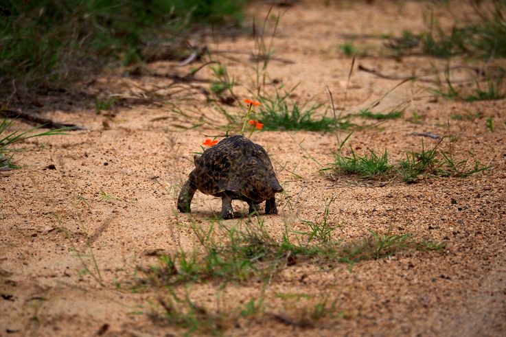 Tortue léopard au Kruger National Park
Altitude : 396 mètres