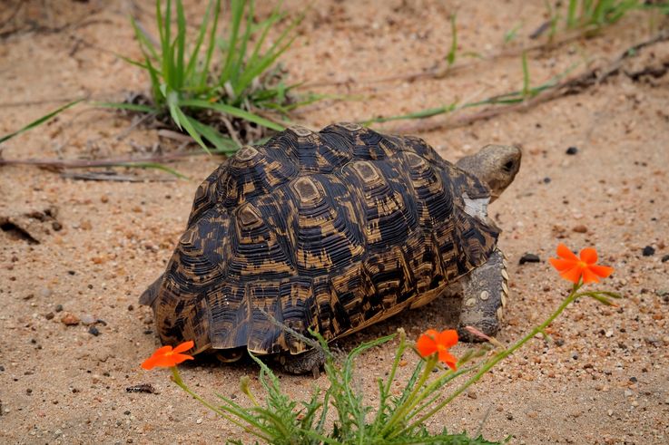 Tortue léopard au Kruger National Park
Altitude : 397 mètres