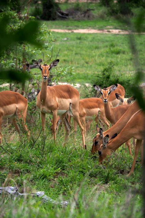 Impalas au Kruger National Park
Altitude : 368 mètres
