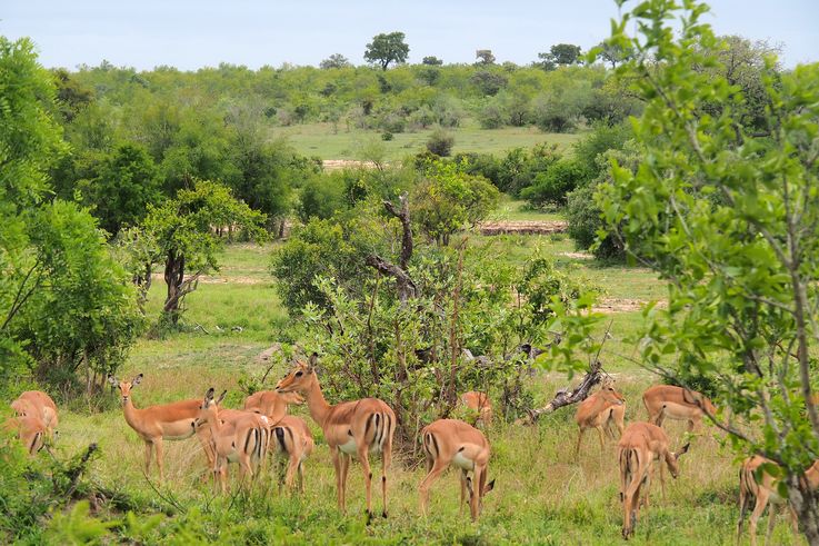 Impalas au Kruger National Park
Altitude : 366 mètres