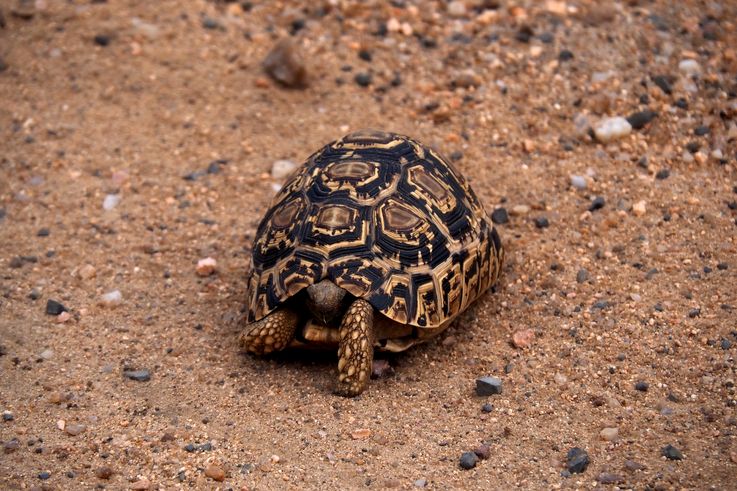 Tortue léopard au Kruger National Park
Altitude : 351 mètres