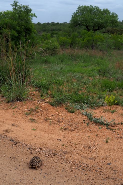 Tortue léopard au Kruger National Park
Altitude : 348 mètres