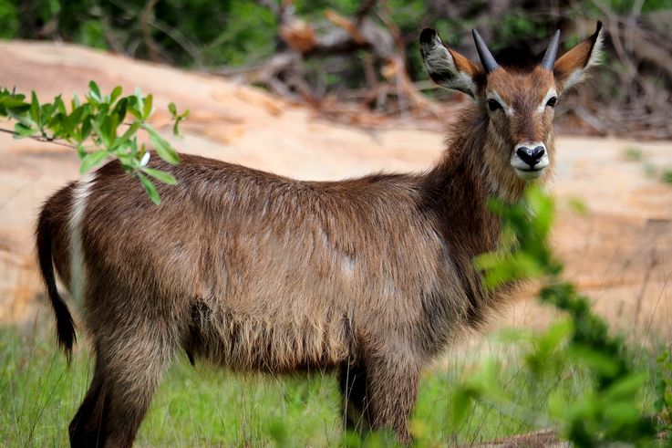 Cobe onctueux au Kruger National Park
Altitude : 308 mètres