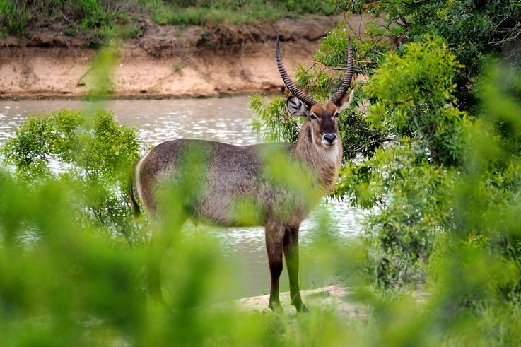 Cobe onctueux au Kruger National Park
Altitude : 285 mètres