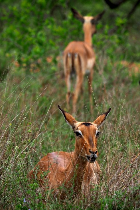 Impala au Kruger National Park
Altitude : 259 mètres