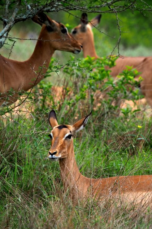 Impala au Kruger National Park
Altitude : 259 mètres