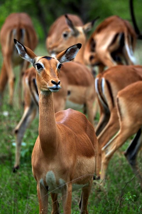 Impala au Kruger National Park
Altitude : 264 mètres