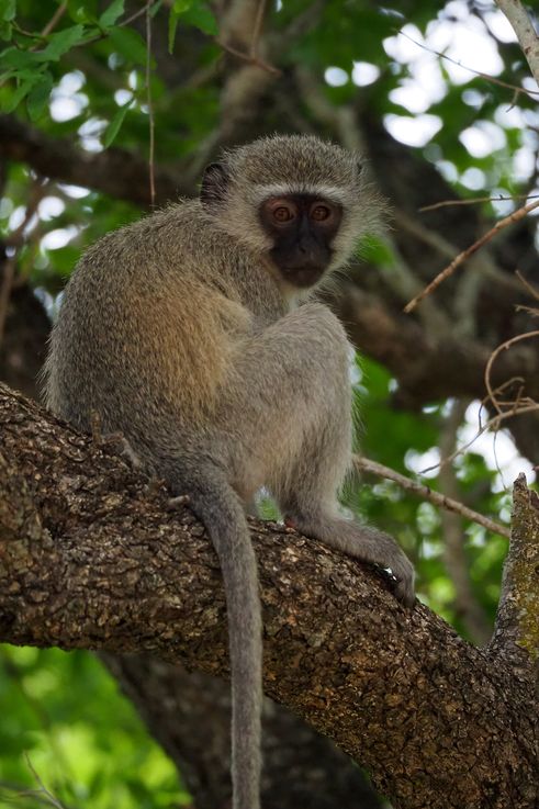 Vervet au Kruger National Park
Altitude : 242 mètres