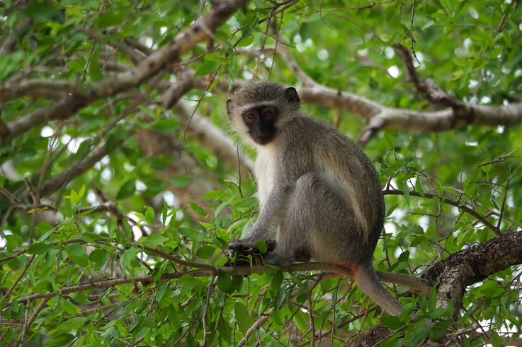 Vervet au Kruger National Park
Altitude : 244 mètres