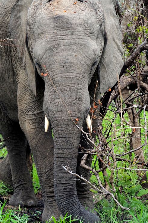Eléphant au Kruger National Park
Altitude : 244 mètres