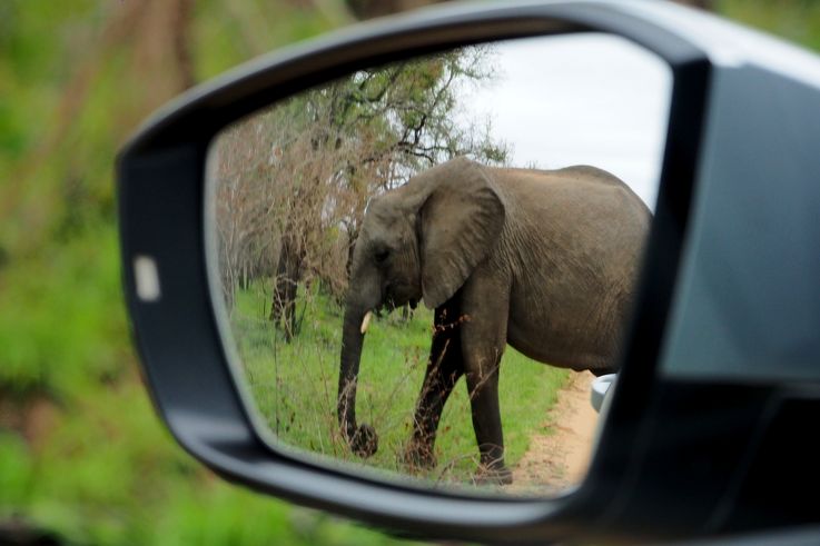Eléphant au Kruger National Park
Altitude : 248 mètres