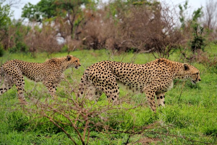 Guépard au Kruger National Park
Altitude : 273 mètres