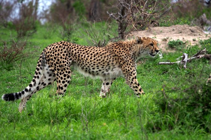 Guépard au Kruger National Park
Altitude : 273 mètres