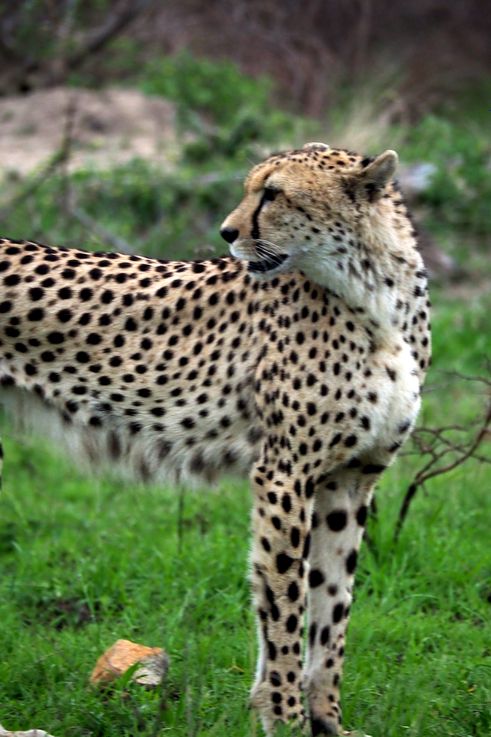 Guépard au Kruger National Park
Altitude : 275 mètres