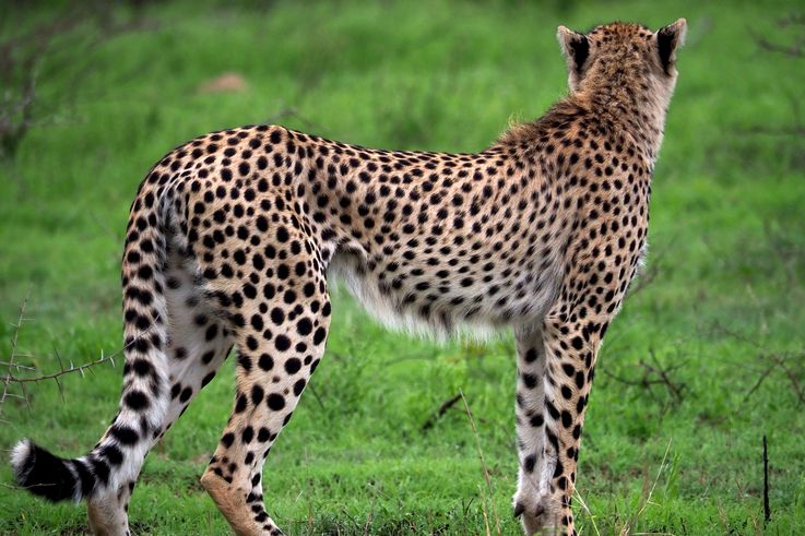 Guépard au Kruger National Park
Altitude : 275 mètres