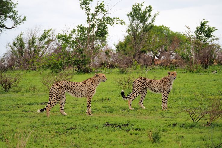 Guépard au Kruger National Park
Altitude : 275 mètres