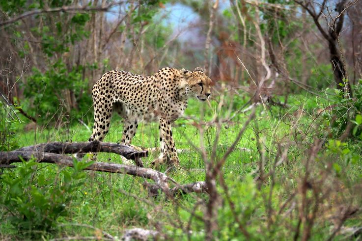 Guépard au Kruger National Park
Altitude : 275 mètres