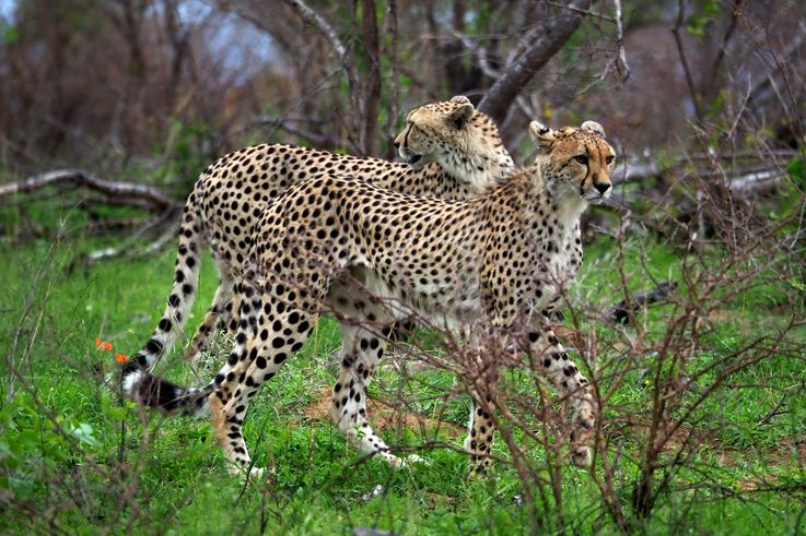 Guépard au Kruger National Park
Altitude : 275 mètres