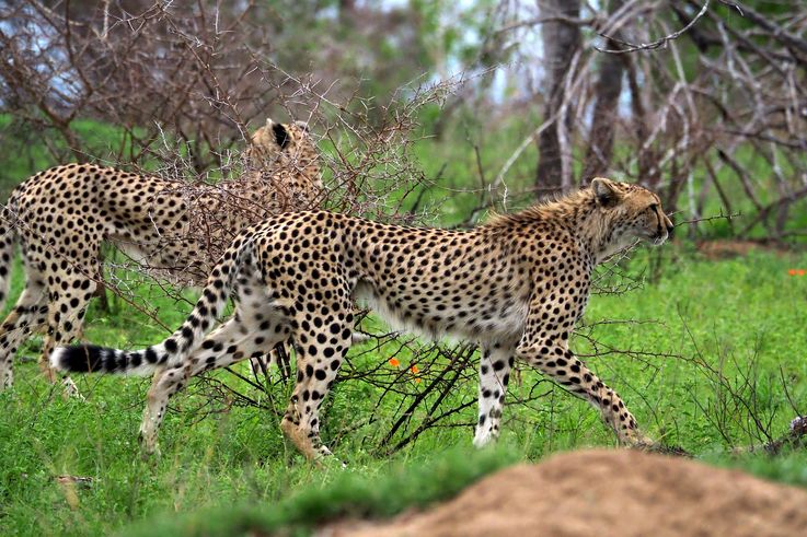 Guépard au Kruger National Park
Altitude : 272 mètres