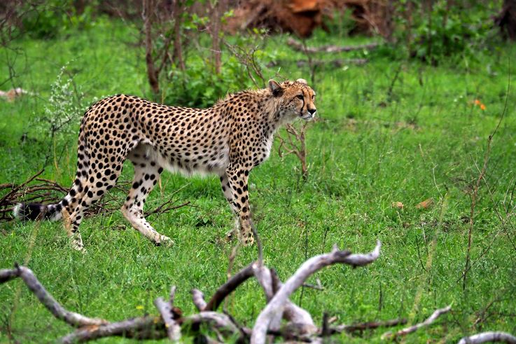 Guépard au Kruger National Park
Altitude : 276 mètres