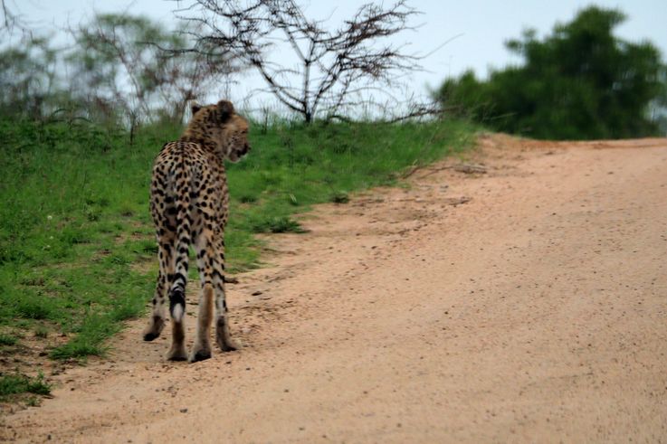 Guépard au Kruger National Park
Altitude : 275 mètres