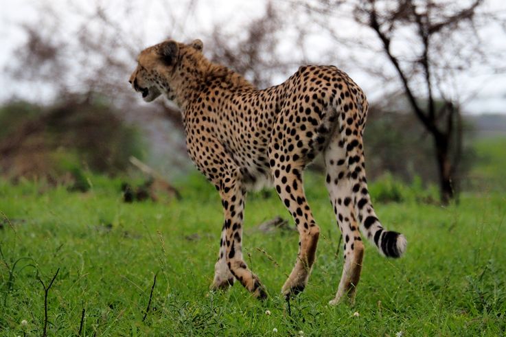 Guépard au Kruger National Park
Altitude : 275 mètres