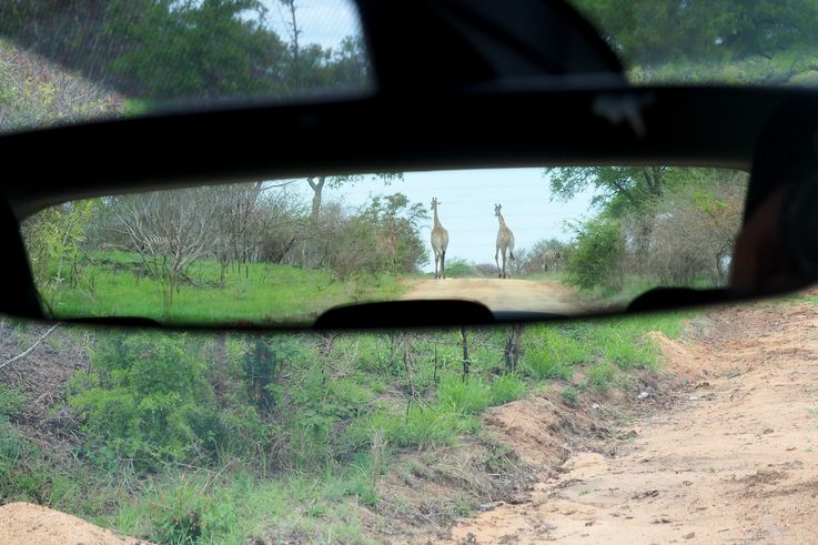 Girafe au Kruger National Park
Altitude : 262 mètres