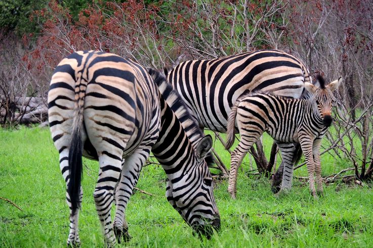 Zèbre des plaines au Kruger National Park
Altitude : 294 mètres