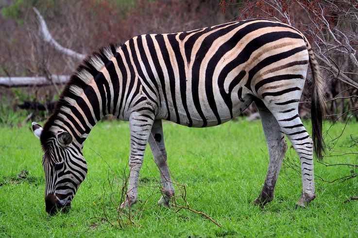 Zèbre des plaines au Kruger National Park
Altitude : 301 mètres