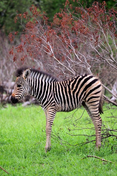 Zèbre des plaines au Kruger National Park
Altitude : 300 mètres