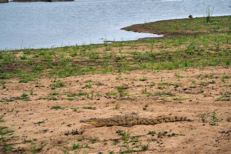 Crocodile Du Nil au Kruger National Park
Altitude : 188 mètres
