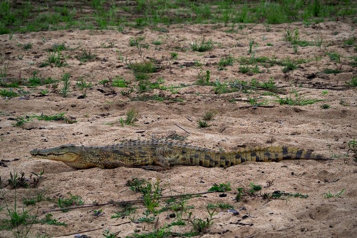Crocodile Du Nil au Kruger National Park
Altitude : 189 mètres
