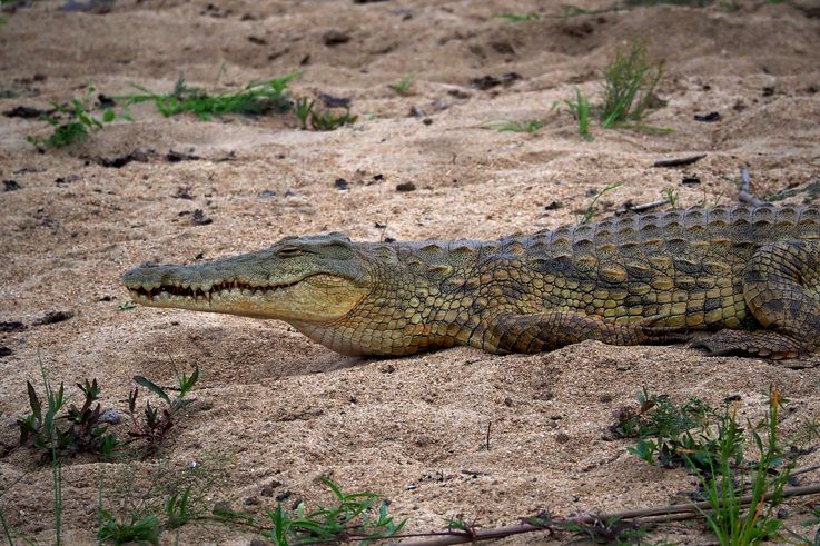 Crocodile Du Nil au Kruger National Park
Altitude : 189 mètres