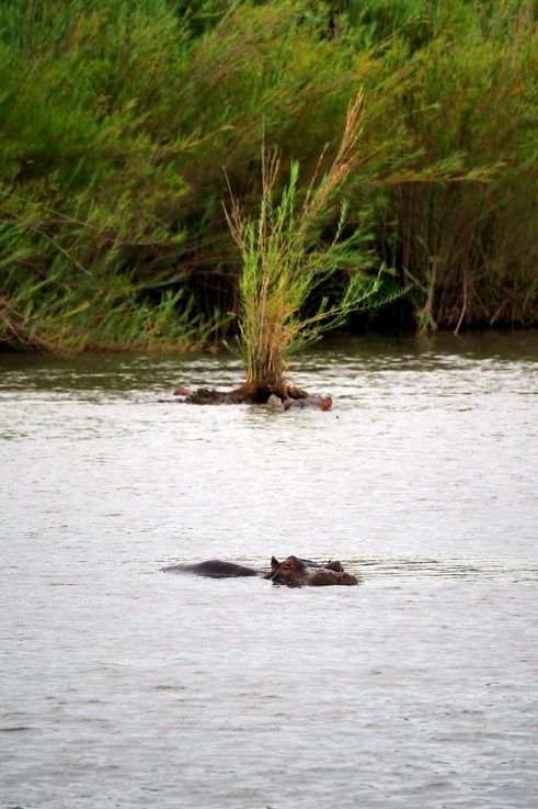 Hippopotame au Kruger National Park
Altitude : 187 mètres