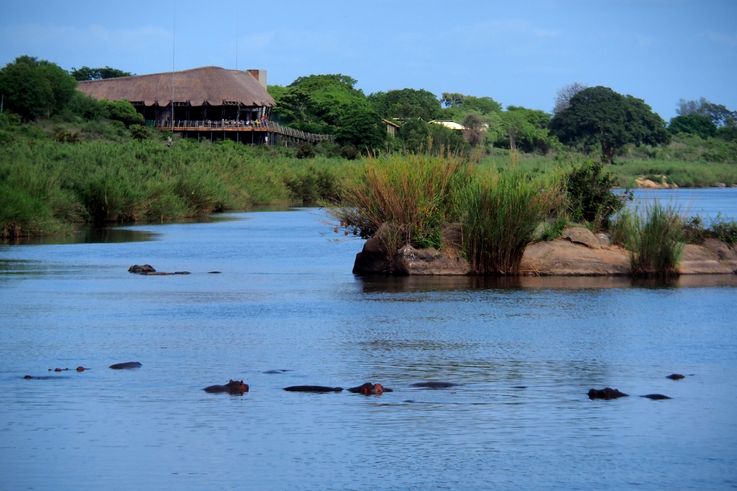 Hippopotame au Kruger National Park
Altitude : 190 mètres