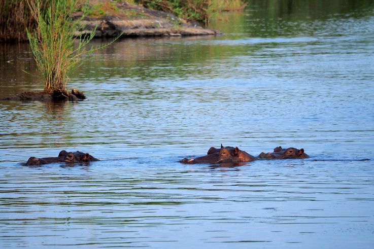 Hippopotame au Kruger National Park
Altitude : 191 mètres