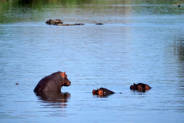 Hippopotame au Kruger National Park
Altitude : 189 mètres