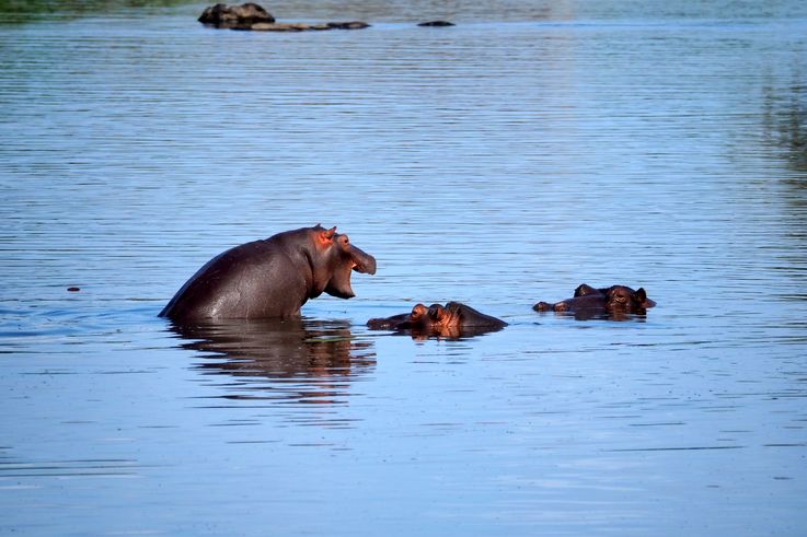 Hippopotame au Kruger National Park
Altitude : 189 mètres