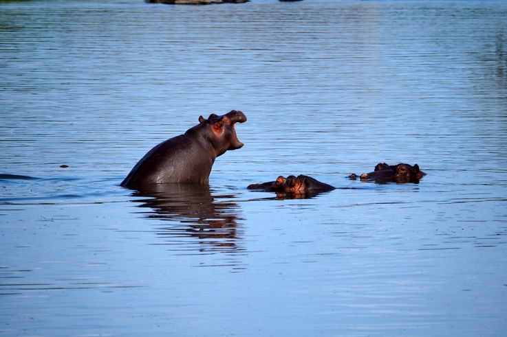 Hippopotame au Kruger National Park
Altitude : 189 mètres