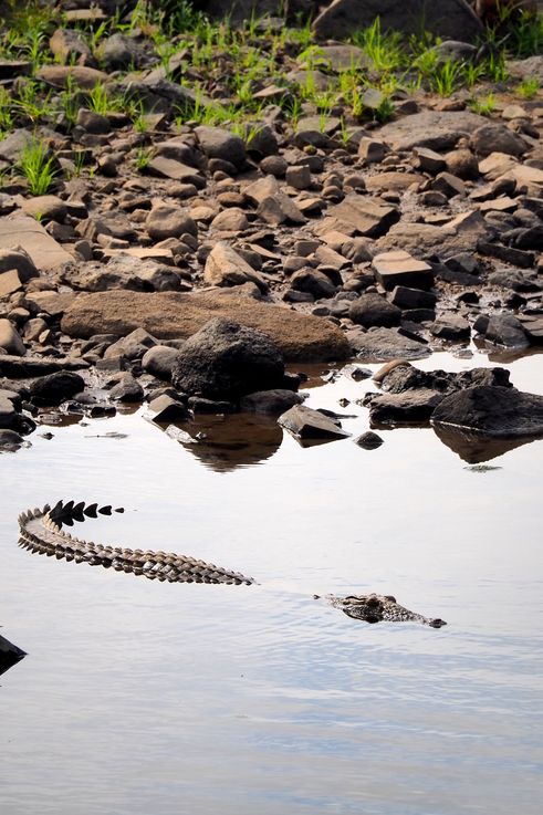 Crocodile Du Nil au Kruger National Park
Altitude : 187 mètres