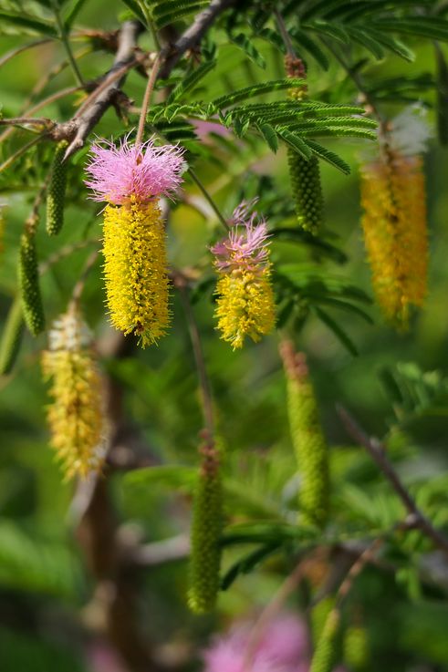 Acacia Saint Domingue au Kruger National Park
Altitude : 184 mètres