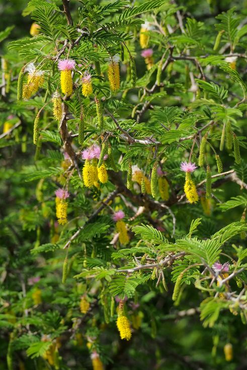 Acacia Saint Domingue au Kruger National Park
Altitude : 187 mètres