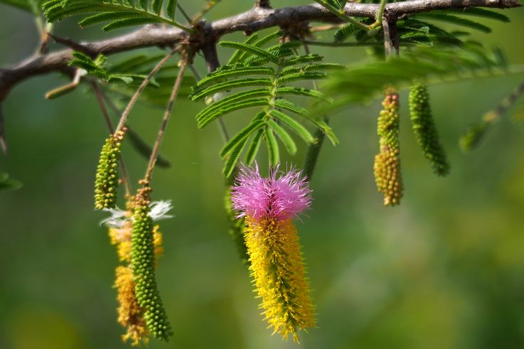 Acacia Saint Domingue au Kruger National Park
Altitude : 184 mètres