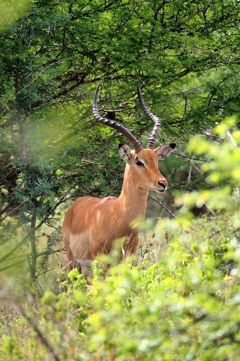 Impala au Kruger National Park
Altitude : 198 mètres