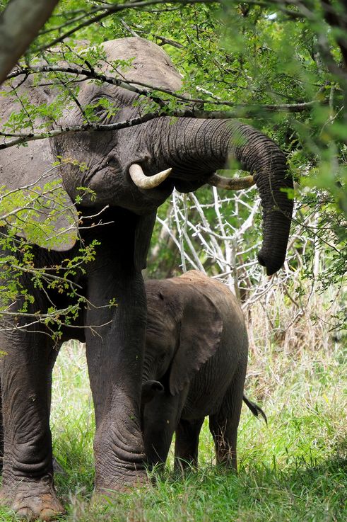 Eléphant au Kruger National Park
Altitude : 285 mètres