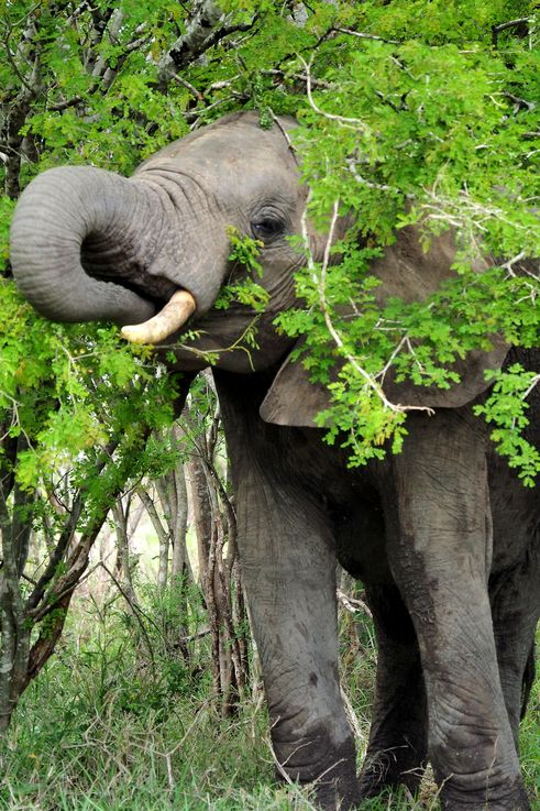Eléphant au Kruger National Park
Altitude : 282 mètres