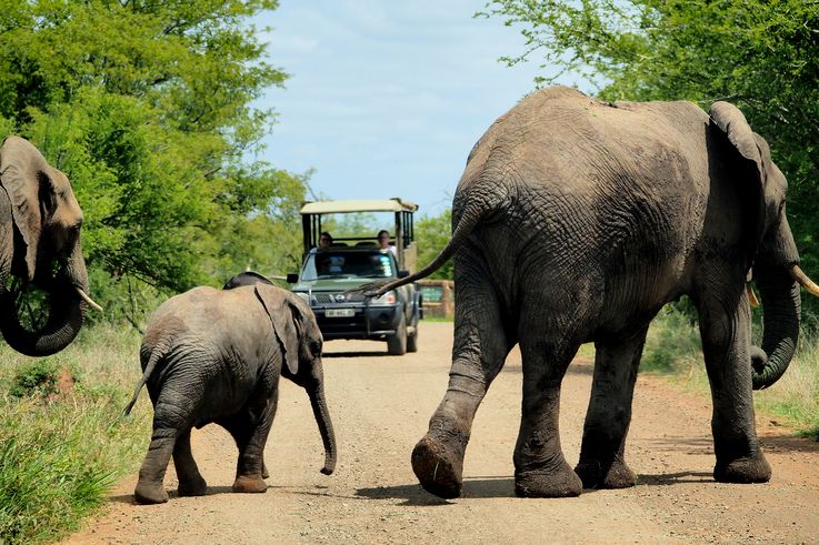 Eléphant au Kruger National Park
Altitude : 279 mètres